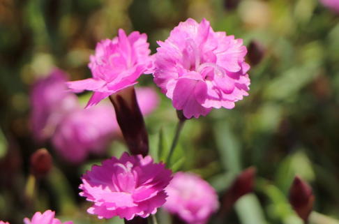 Pfingstnelke 'Pink Jewel' - Dianthus gratianopolitanus 'Pink Jewel'