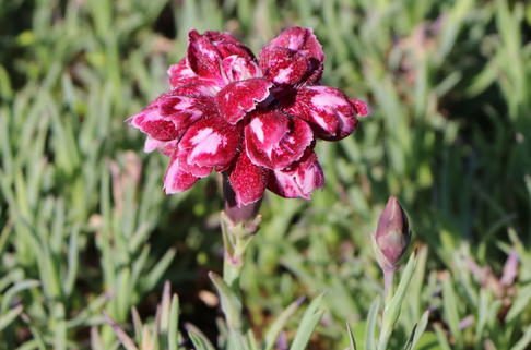 Pfingstnelke 'Walfried Gem' - Dianthus gratianopolitanus 'Walfried Gem'