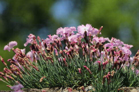 Pfingstnelke 'Whatfield Wisp' - Dianthus gratianopolitanus 'Whatfield Wisp'