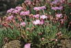 Pfingstnelke 'Whatfield Wisp' - Dianthus gratianopolitanus 'Whatfield Wisp'