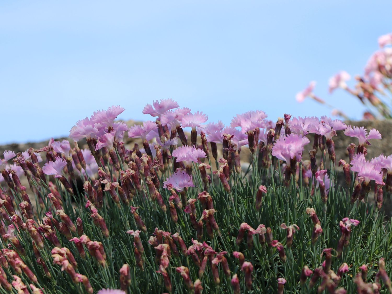 Pfingstnelke 'Whatfield Wisp' - Dianthus gratianopolitanus 'Whatfield Wisp'