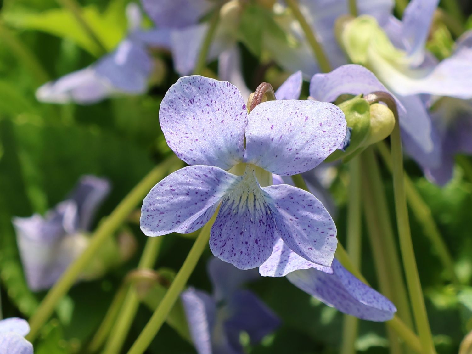 Pfingst-Veilchen 'Dark Freckles'