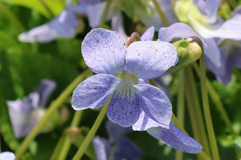 Pfingst-Veilchen 'Dark Freckles' - Viola sororia 'Dark Freckles'