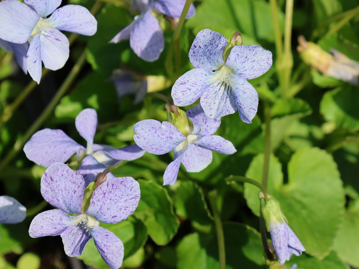 Pfingst-Veilchen 'Dark Freckles' - Viola sororia 'Dark Freckles'