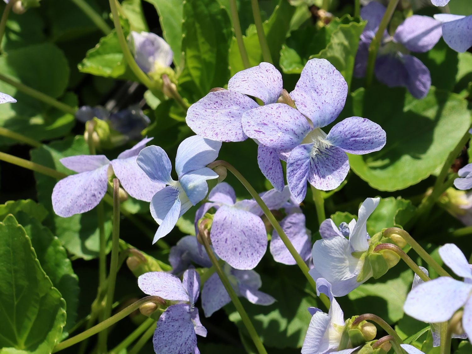 Pfingst-Veilchen 'Dark Freckles' - Viola sororia 'Dark Freckles'