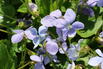 Pfingst-Veilchen 'Dark Freckles' - Viola sororia 'Dark Freckles'