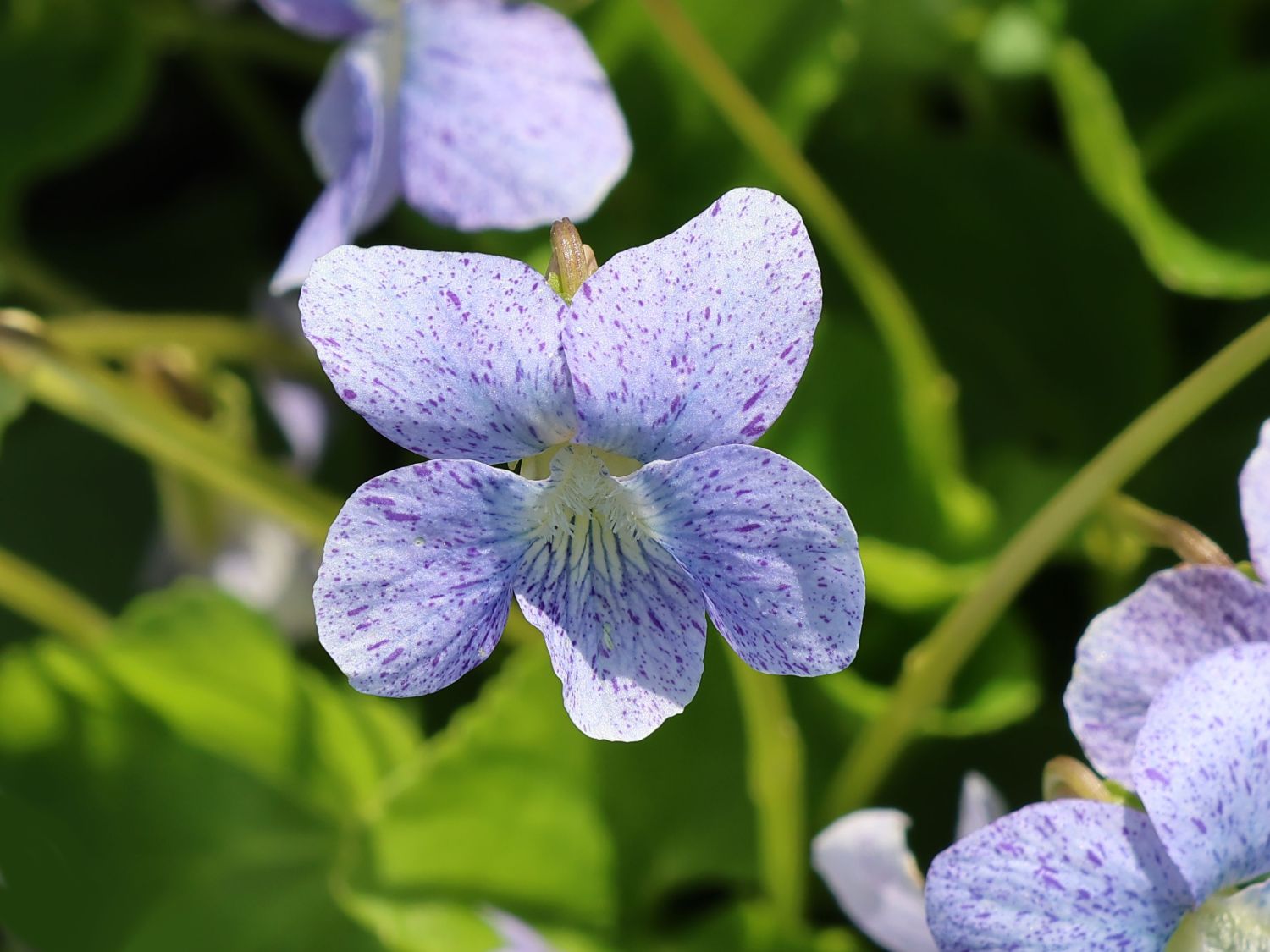 Pfingst-Veilchen 'Dark Freckles' - Viola sororia 'Dark Freckles'