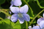 Pfingst-Veilchen 'Dark Freckles' - Viola sororia 'Dark Freckles'