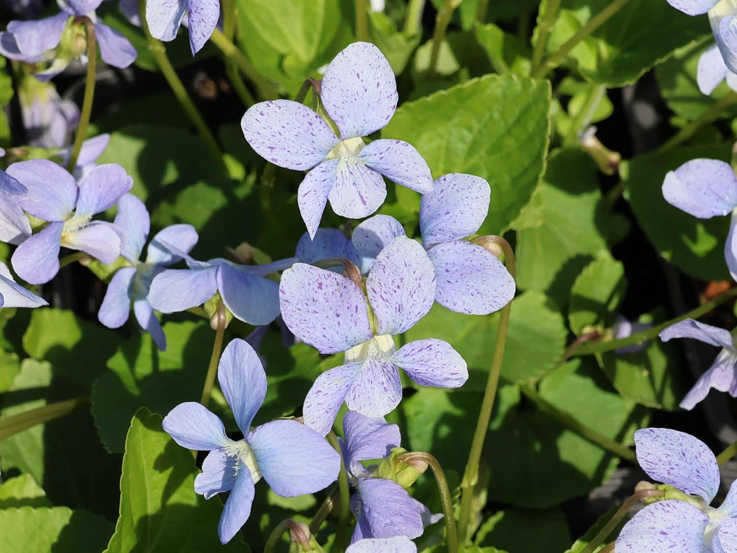 Pfingst-Veilchen 'Dark Freckles' - Viola sororia 'Dark Freckles'