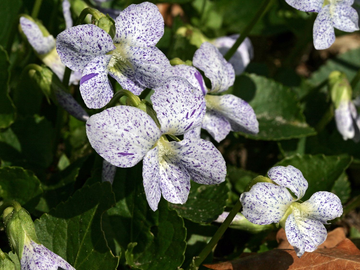 Pfingst Veilchen 'Freckles' - Viola sororia 'Freckles'