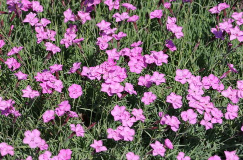 Pfingstnelke 'Blauigel' - Dianthus gratianopolitanus 'Blauigel'