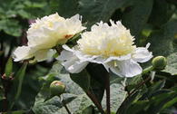 Pfingstrose 'Charles White'