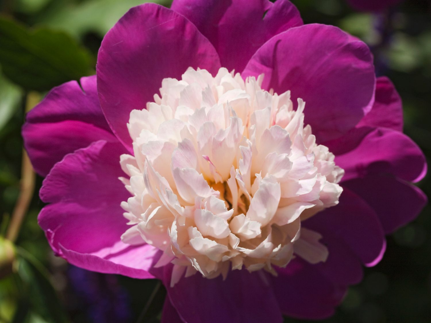 Pfingstrose 'Gay Paree'