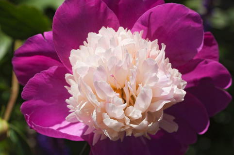Pfingstrose 'Gay Paree' - Paeonia lactiflora 'Gay Paree'