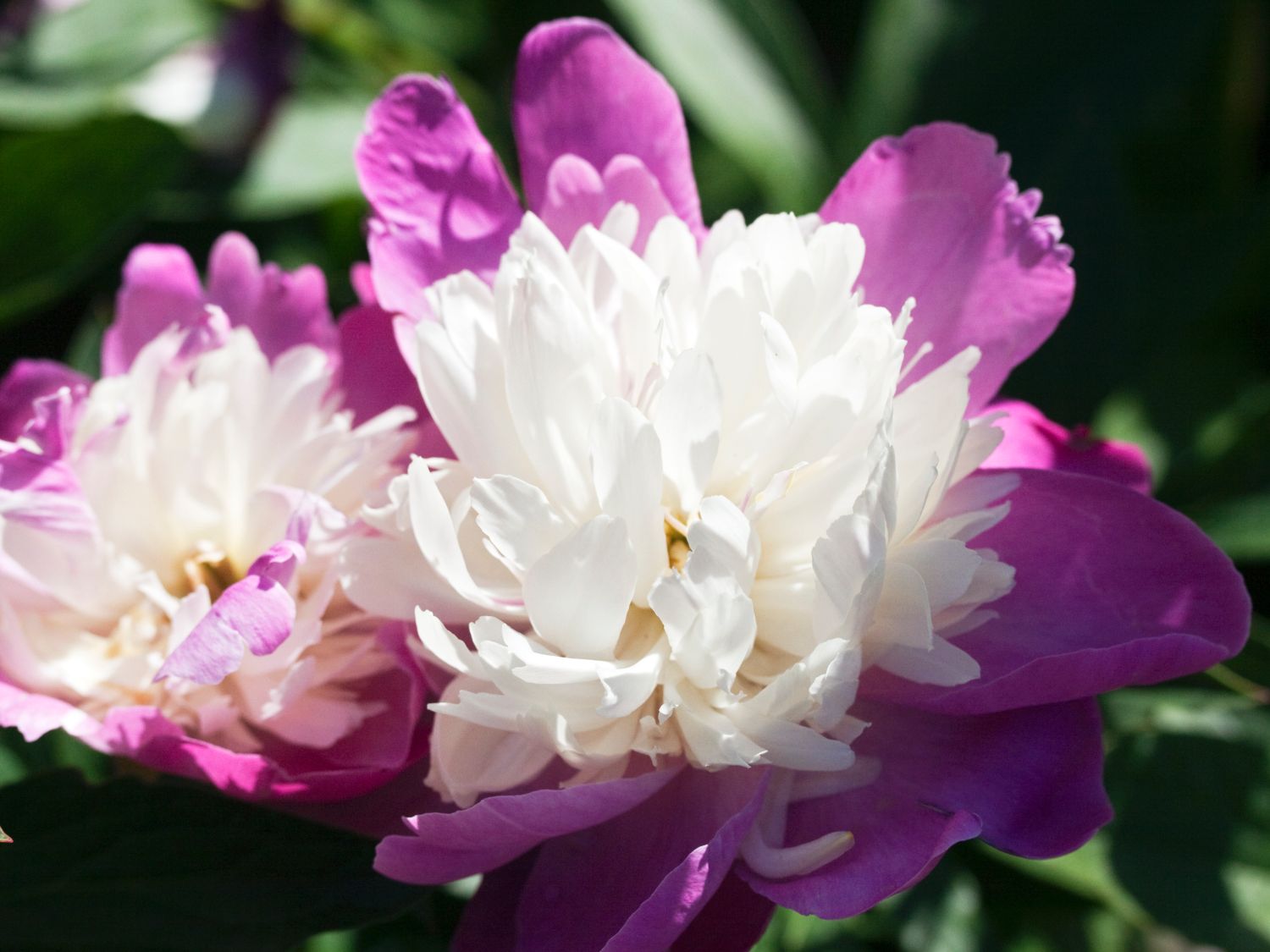 Pfingstrose 'Gay Paree' - Paeonia lactiflora 'Gay Paree'