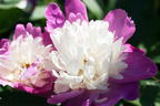 Pfingstrose 'Gay Paree' - Paeonia lactiflora 'Gay Paree'