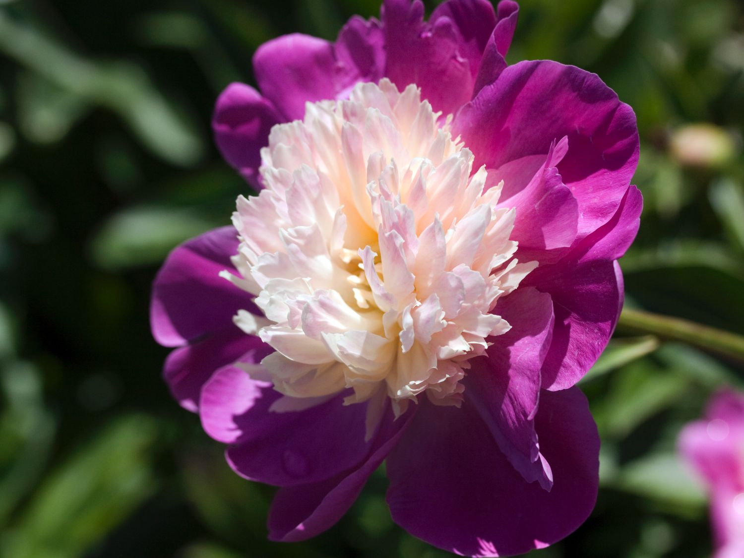 Pfingstrose 'Gay Paree' - Paeonia lactiflora 'Gay Paree'