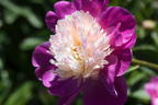Pfingstrose 'Gay Paree' - Paeonia lactiflora 'Gay Paree'