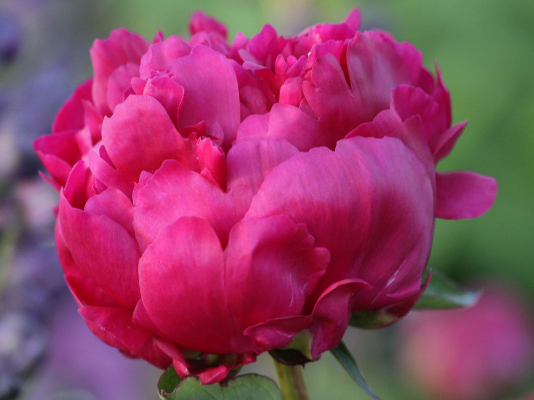 Pfingstrosengewächse (Paeoniaceae)