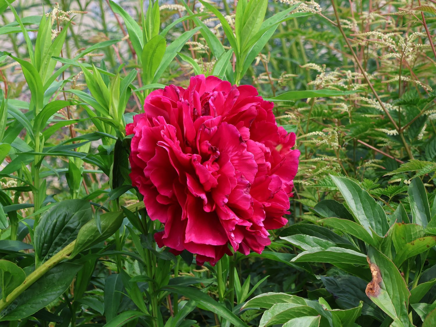 Pfingstrose 'Karl Rosenfield' - Paeonia lactiflora 'Karl Rosenfield'