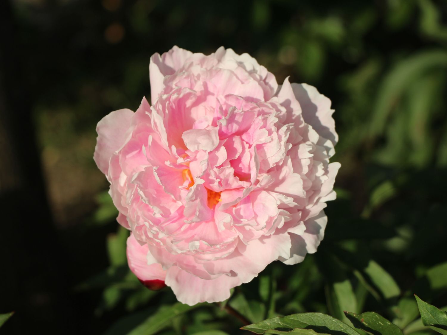 Pfingstrose 'Königin Wilhelmina'