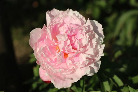 Pfingstrose 'Königin Wilhelmina' - Paeonia lactiflora 'Königin Wilhelmina'