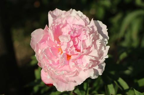 Pfingstrose 'Königin Wilhelmina' - Paeonia lactiflora 'Königin Wilhelmina'