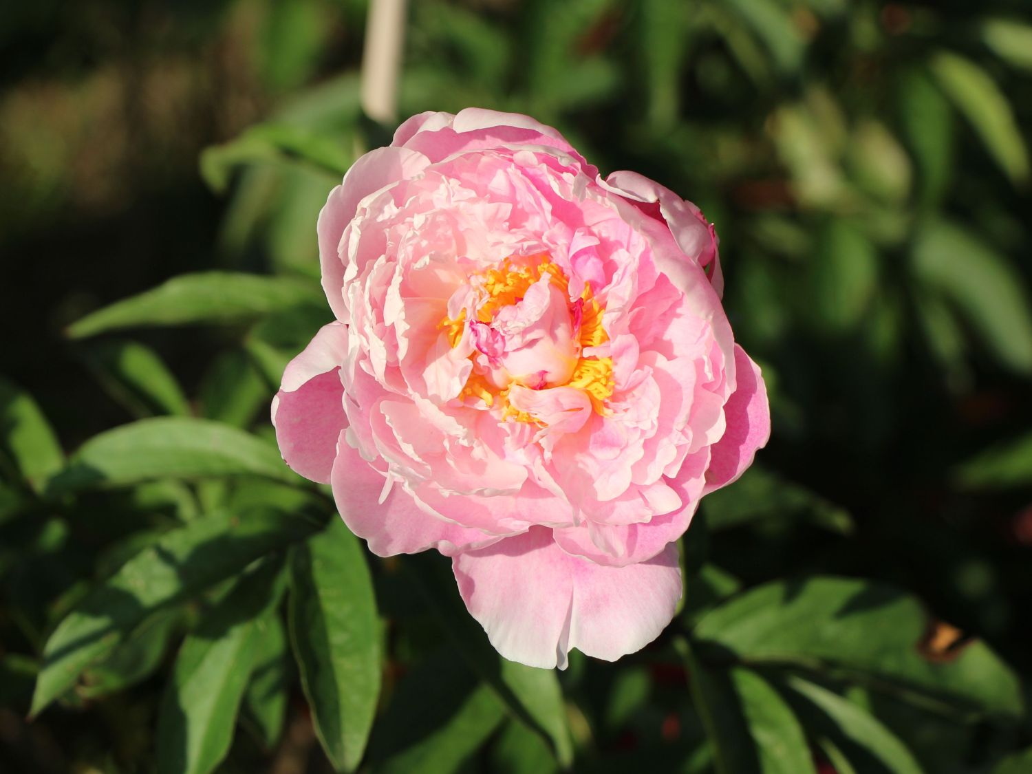 Pfingstrose 'Königin Wilhelmina' - Paeonia lactiflora 'Königin Wilhelmina'
