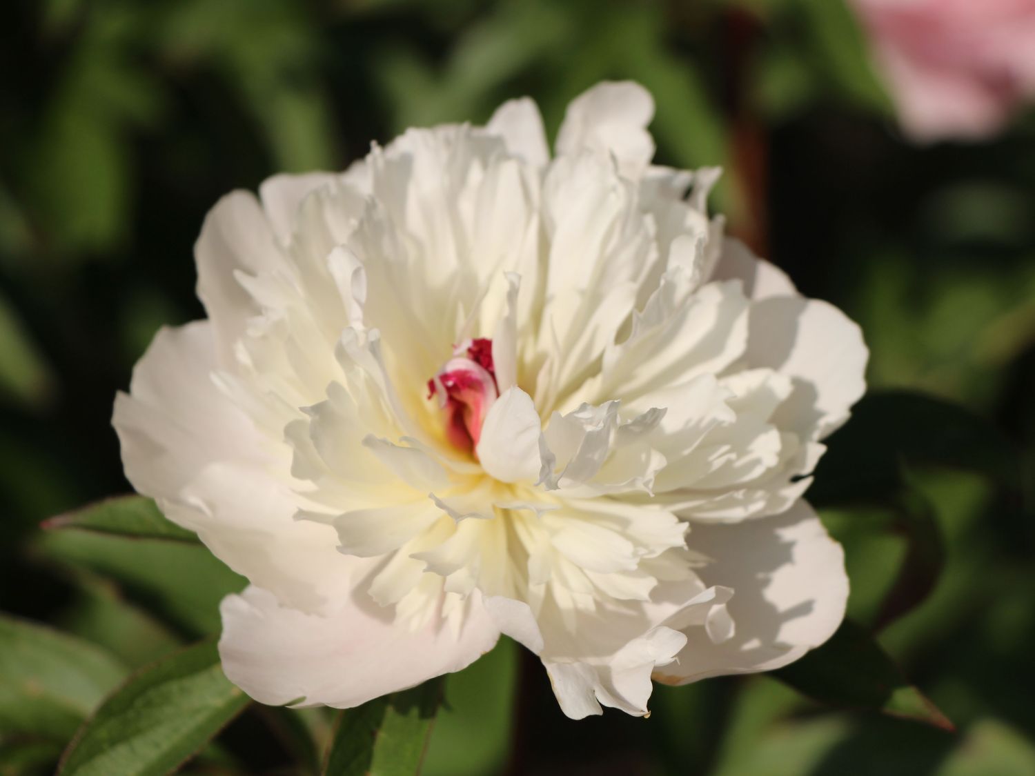 Pfingstrose 'Madame Calot'