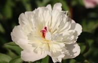 Pfingstrose 'Madame Calot'