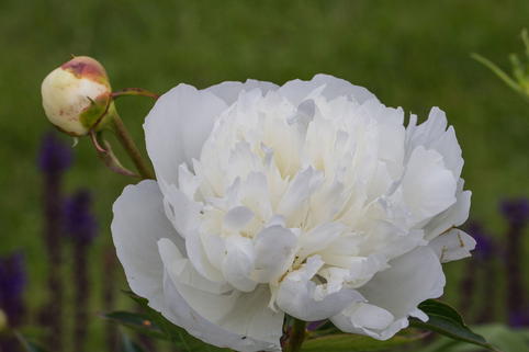 Pfingstrose 'Marie Lemoine' - Paeonia lactiflora 'Marie Lemoine'