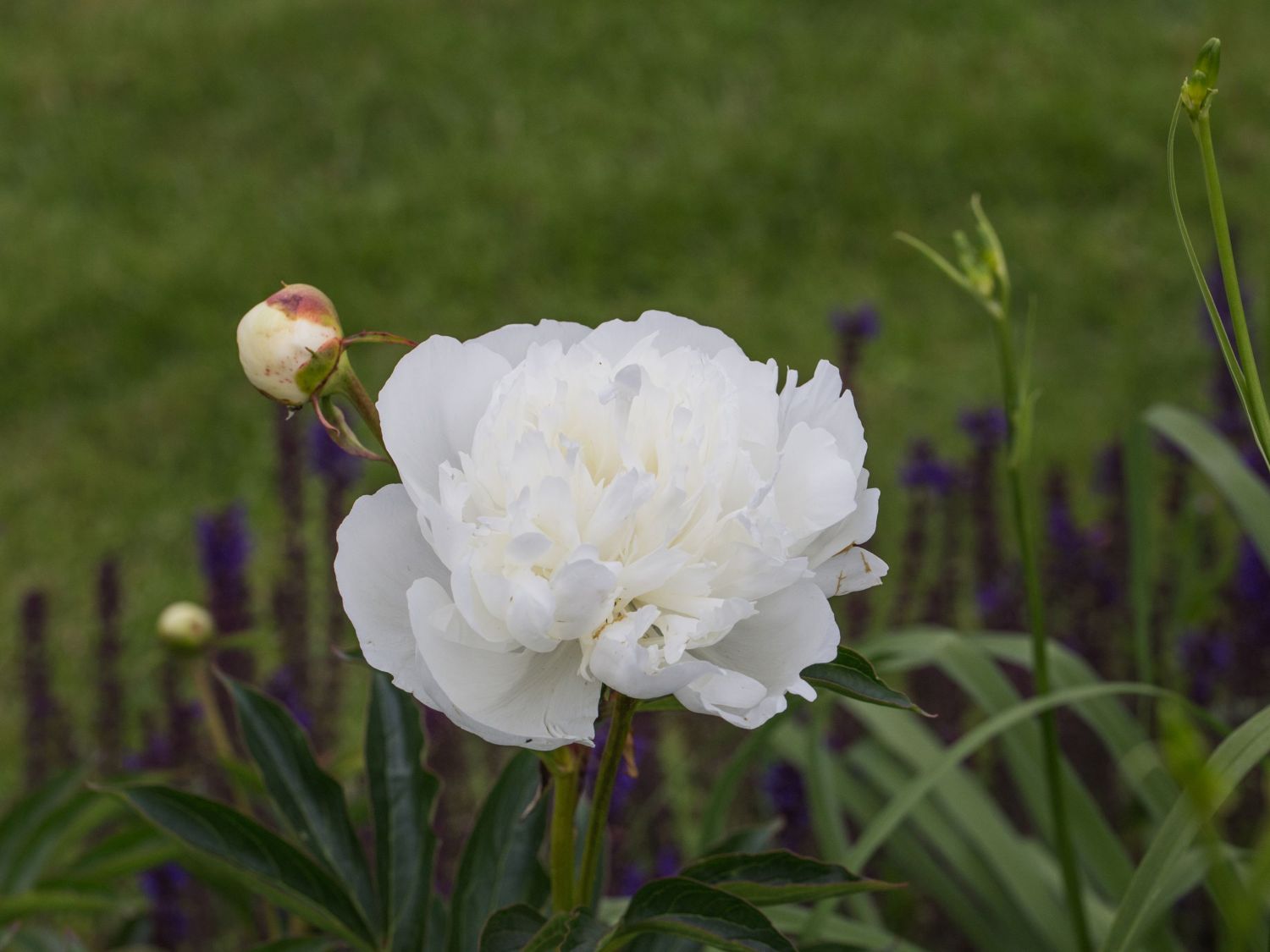 Pfingstrose 'Marie Lemoine' - Paeonia lactiflora 'Marie Lemoine'