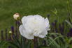Pfingstrose 'Marie Lemoine' - Paeonia lactiflora 'Marie Lemoine'