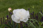Pfingstrose 'Marie Lemoine' - Paeonia lactiflora 'Marie Lemoine'