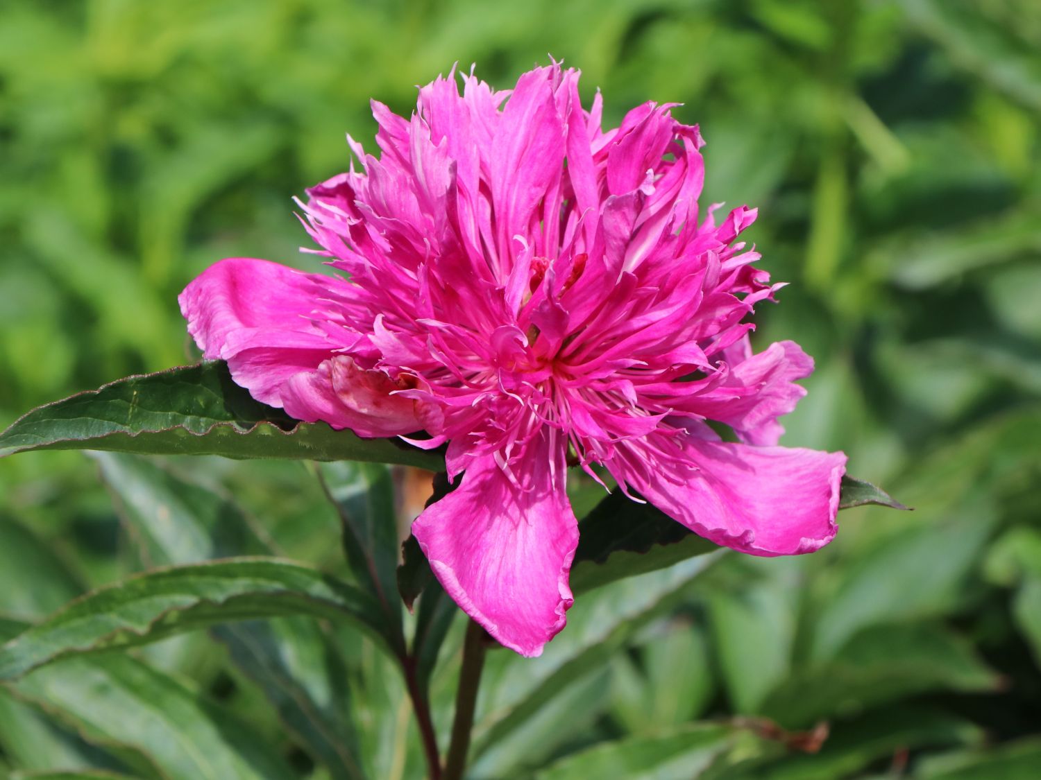 Pfingstrose 'Purple Spider'