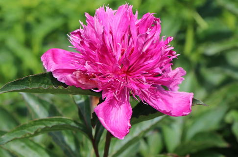 Pfingstrose 'Purple Spider' - Paeonia lactiflora 'Purple Spider'