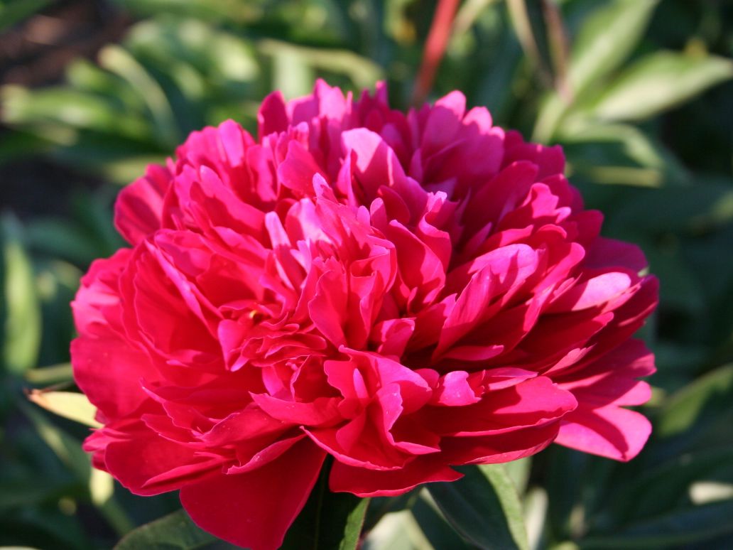 Asiatische Pfingstrose 'Red Magic'