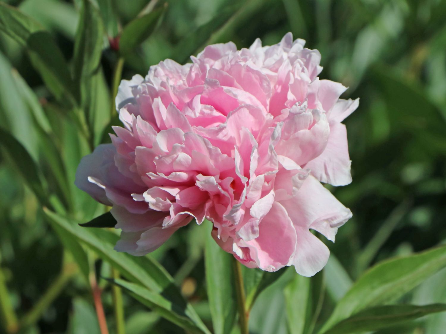 Pfingstrose 'Sarah Bernhardt' - Paeonia lactiflora 'Sarah Bernhardt'
