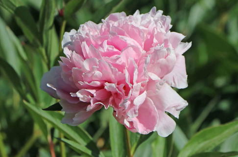 Pfingstrose 'Sarah Bernhardt' - Paeonia lactiflora 'Sarah Bernhardt'