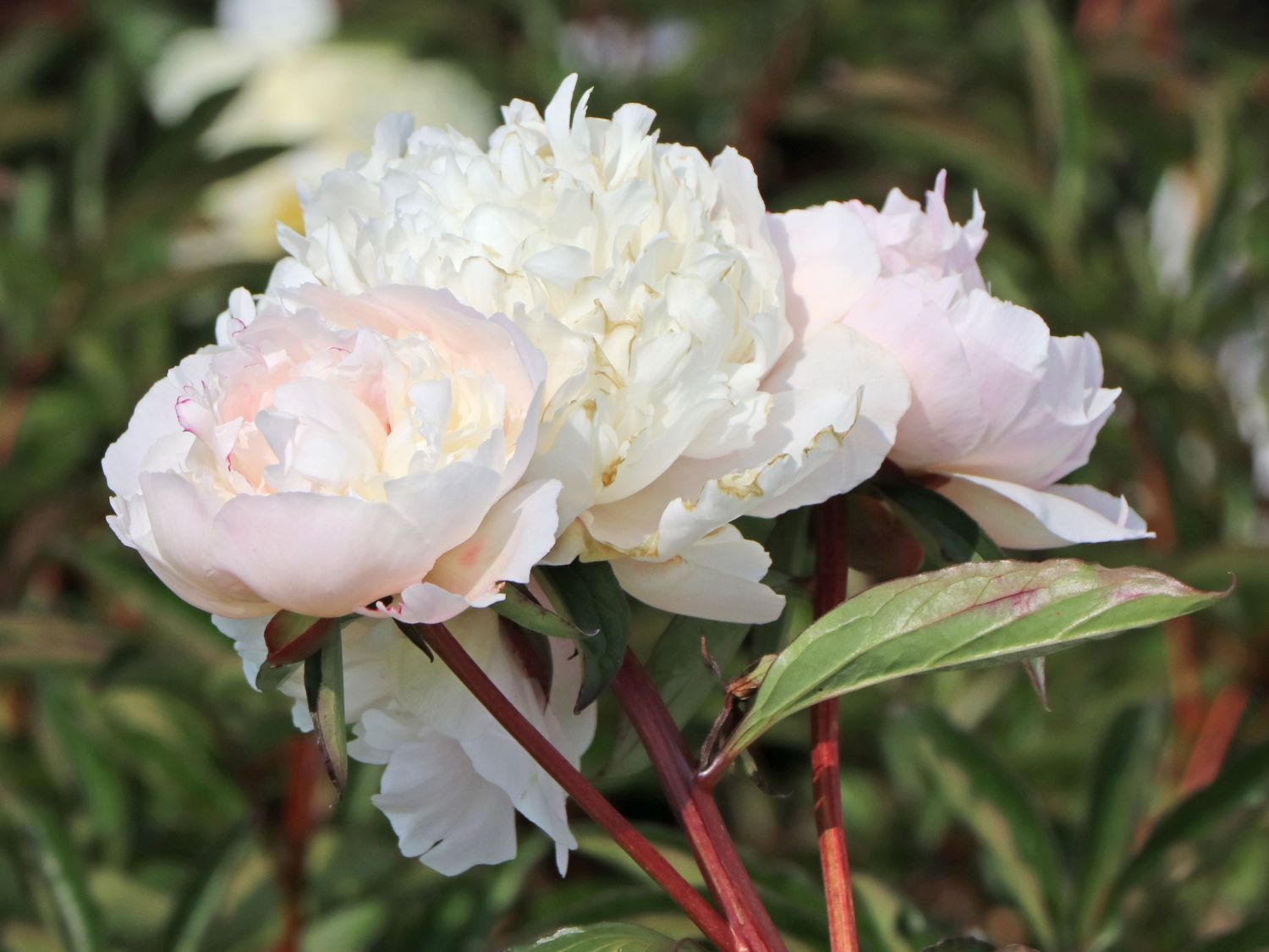 Pfingstrose 'Solange'