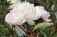 Pfingstrose 'Solange'