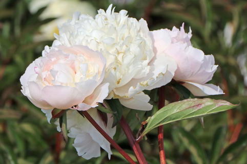 Pfingstrose 'Solange' - Paeonia lactiflora 'Solange'