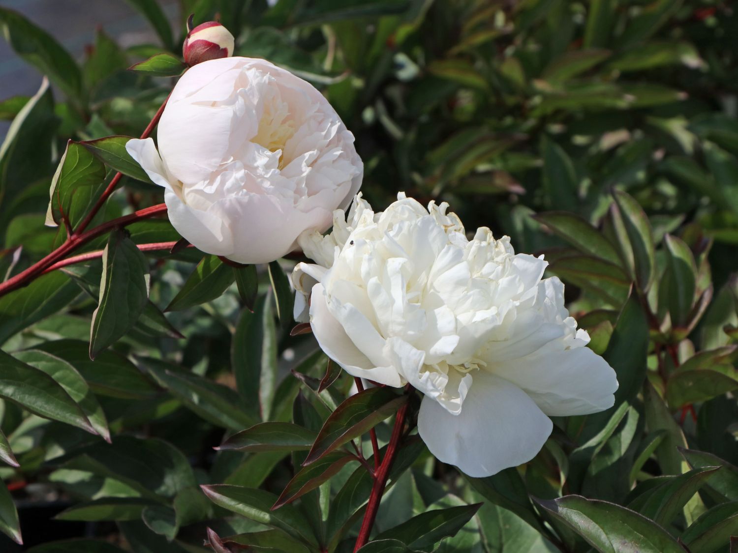 Pfingstrose 'Solange' - Paeonia lactiflora 'Solange'