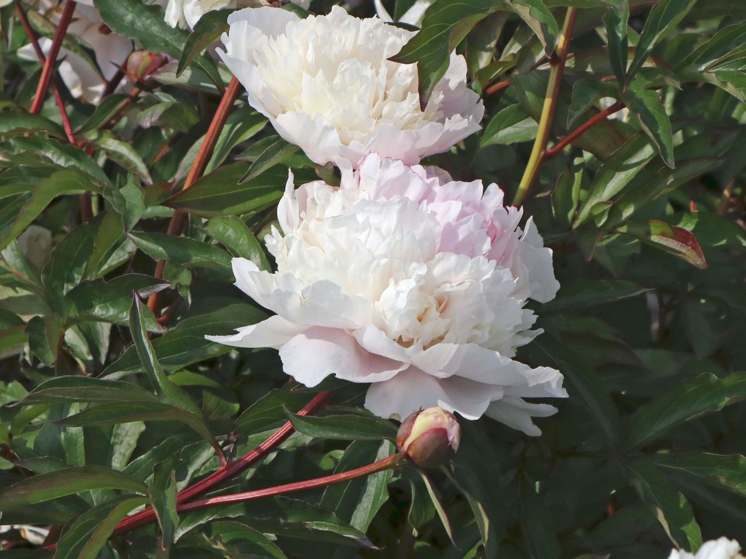 Pfingstrose 'Solange' - Paeonia lactiflora 'Solange'