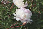 Pfingstrose 'Solange' - Paeonia lactiflora 'Solange'