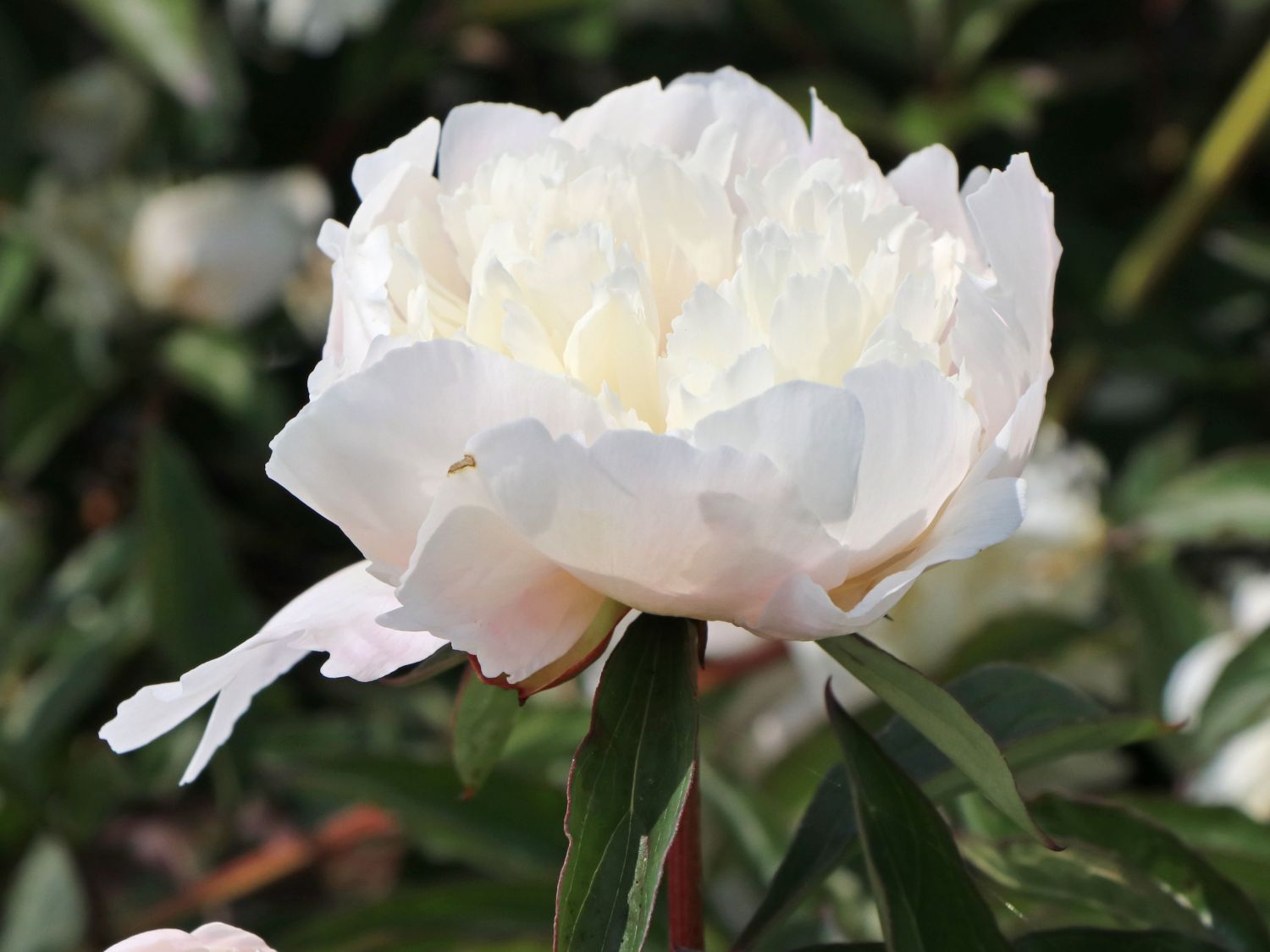 Pfingstrose 'Solange' - Paeonia lactiflora 'Solange'