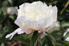 Pfingstrose 'Solange' - Paeonia lactiflora 'Solange'