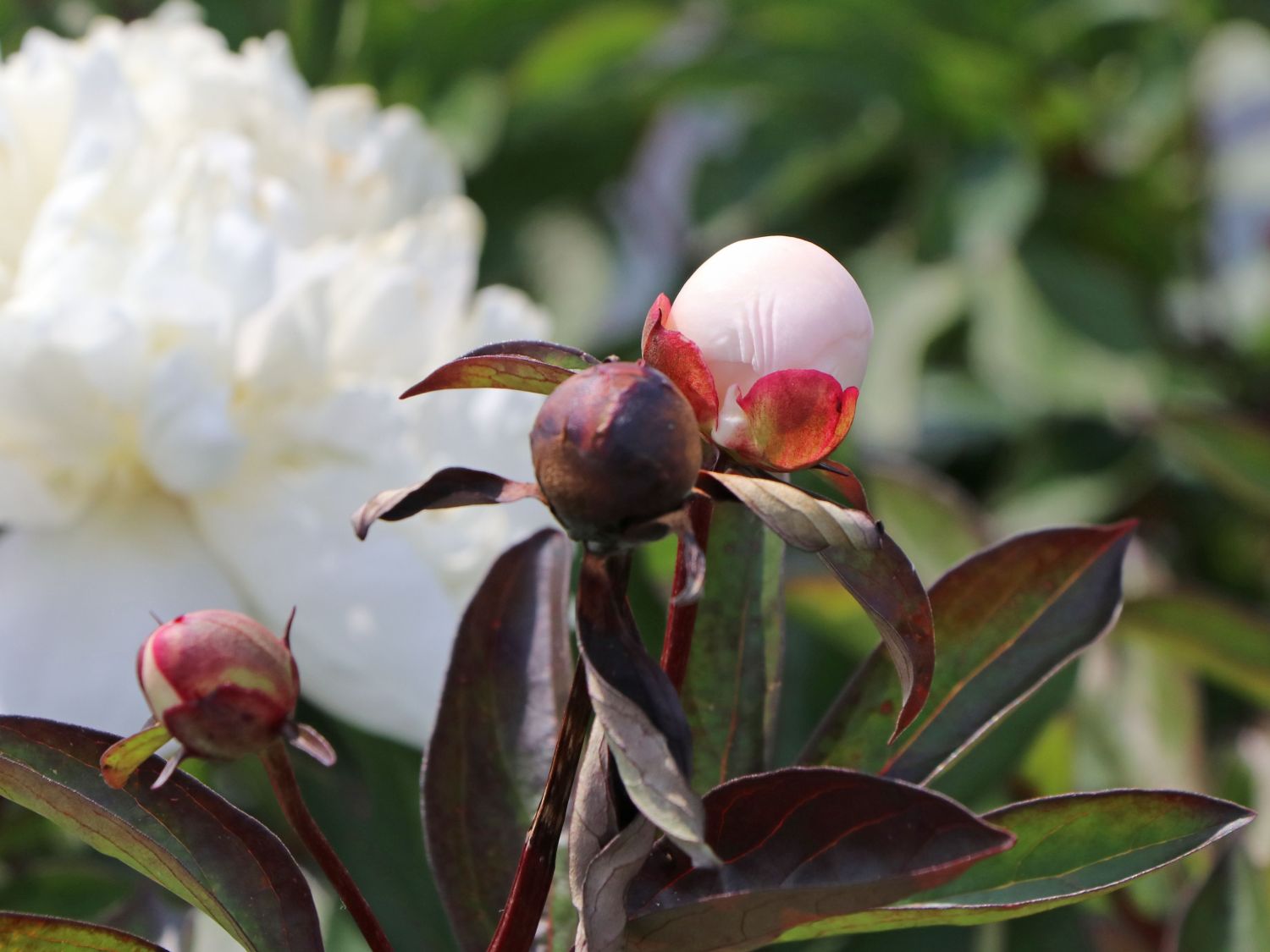 Pfingstrose 'Solange' - Paeonia lactiflora 'Solange'