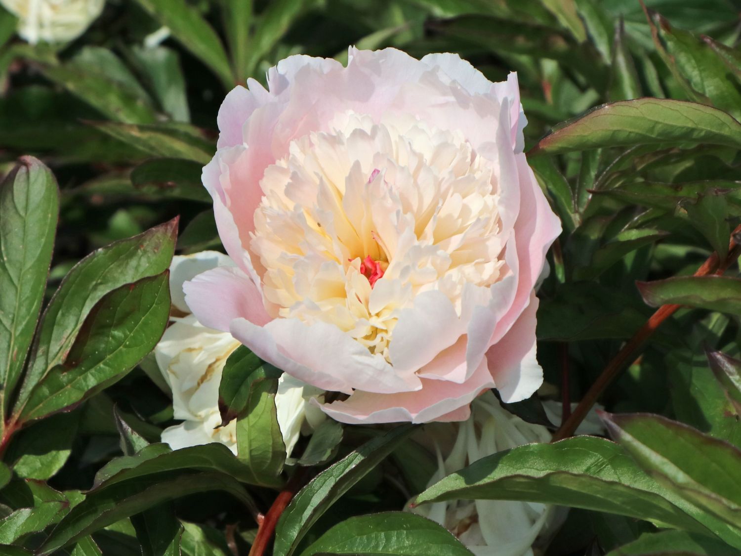 Pfingstrose 'Solange' - Paeonia lactiflora 'Solange'