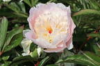 Pfingstrose 'Solange' - Paeonia lactiflora 'Solange'